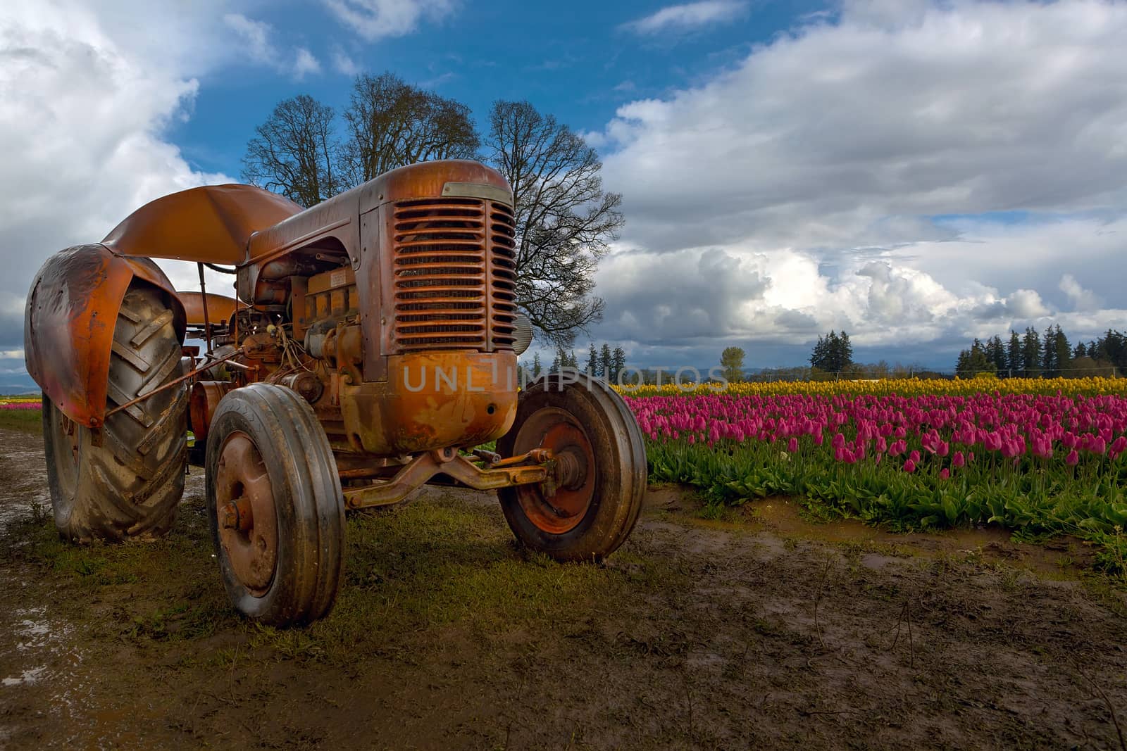 Orange Tractor in tulip field at Wooden Shoe Tulip Festival in Woodburn Oregon