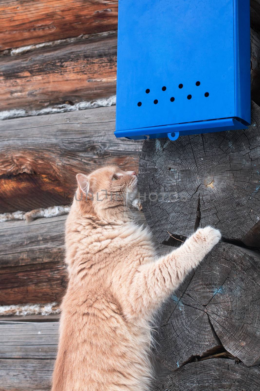 Nice red cat waiting for the letter under the bright blue mailbox on the background of wooden wall