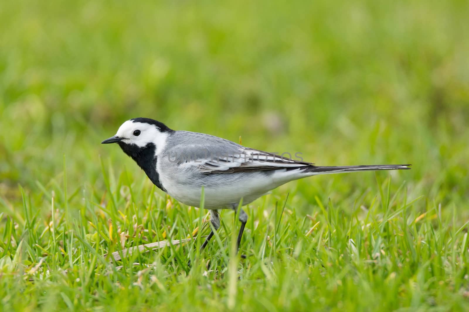 The picture shows a wagtail on the grass