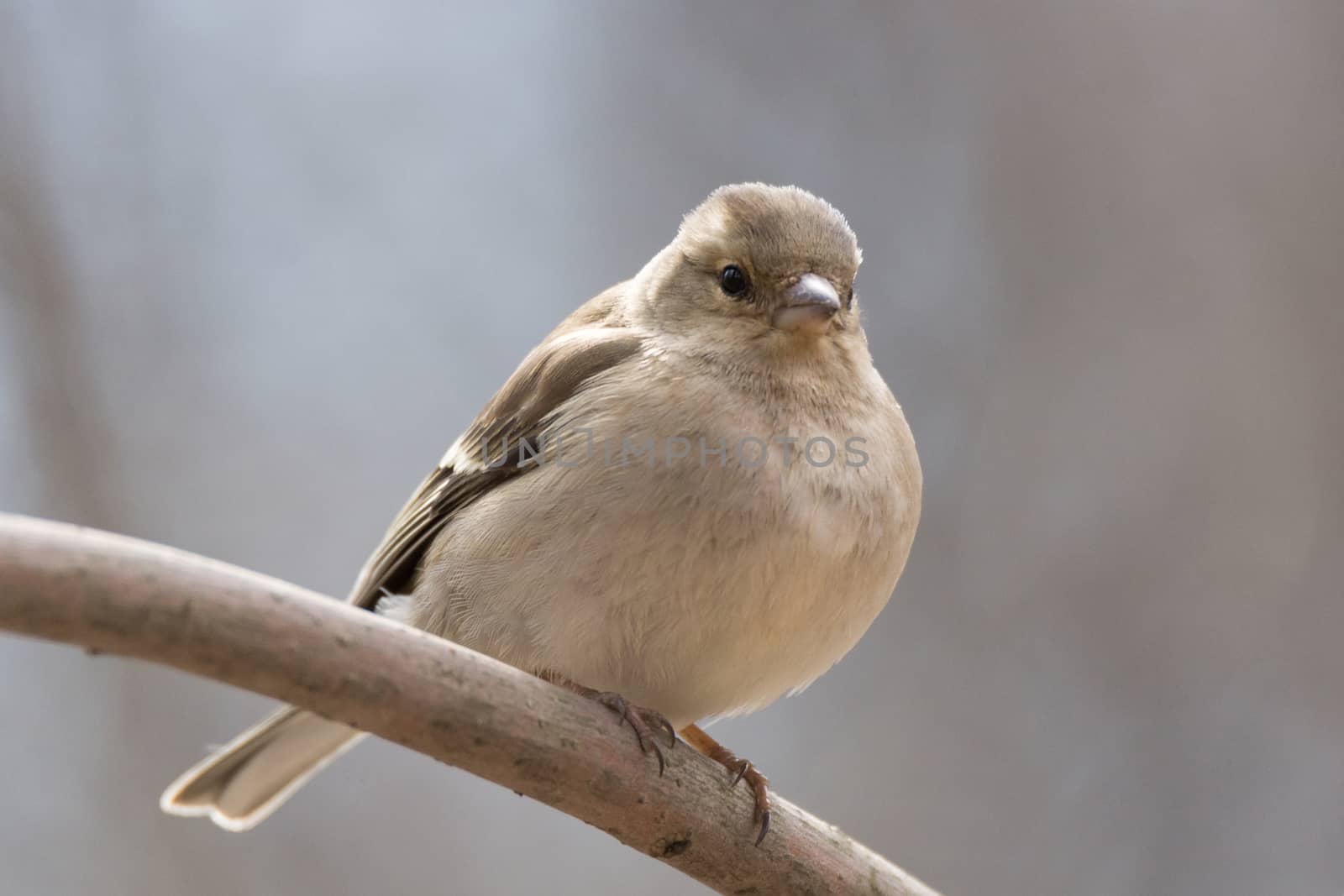 The picture shows a chaffinch on a branch