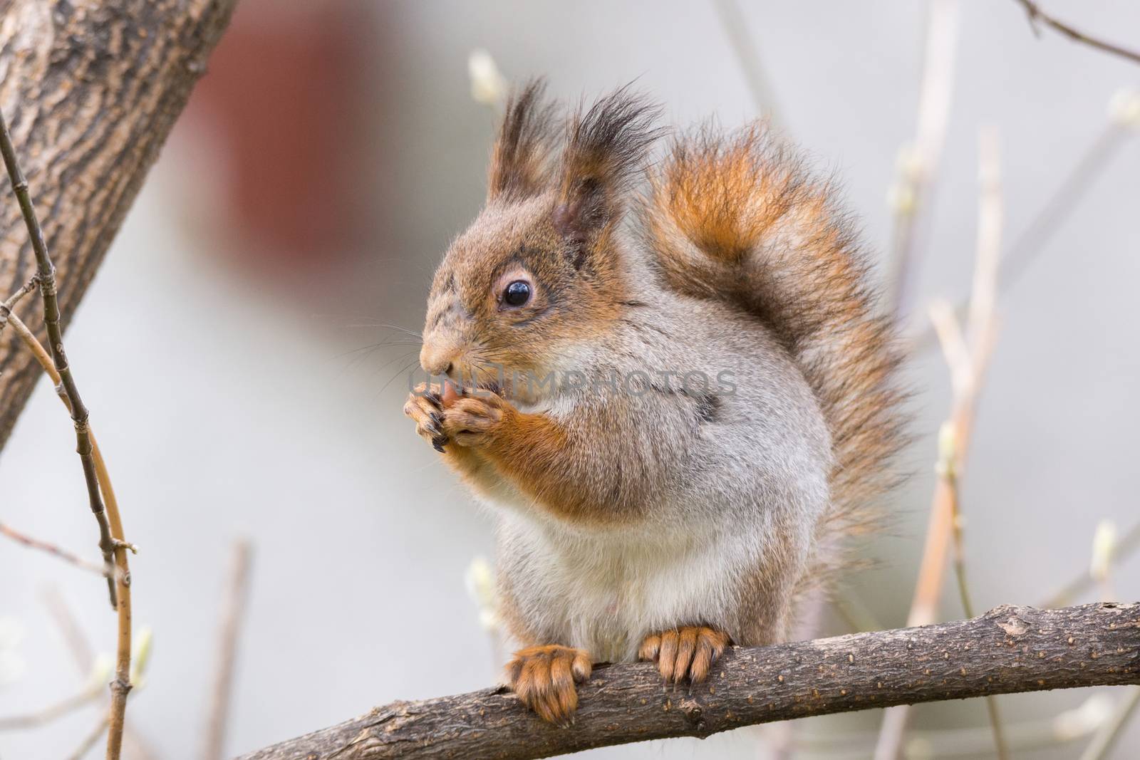 the photograph shows a squirrel on a tree