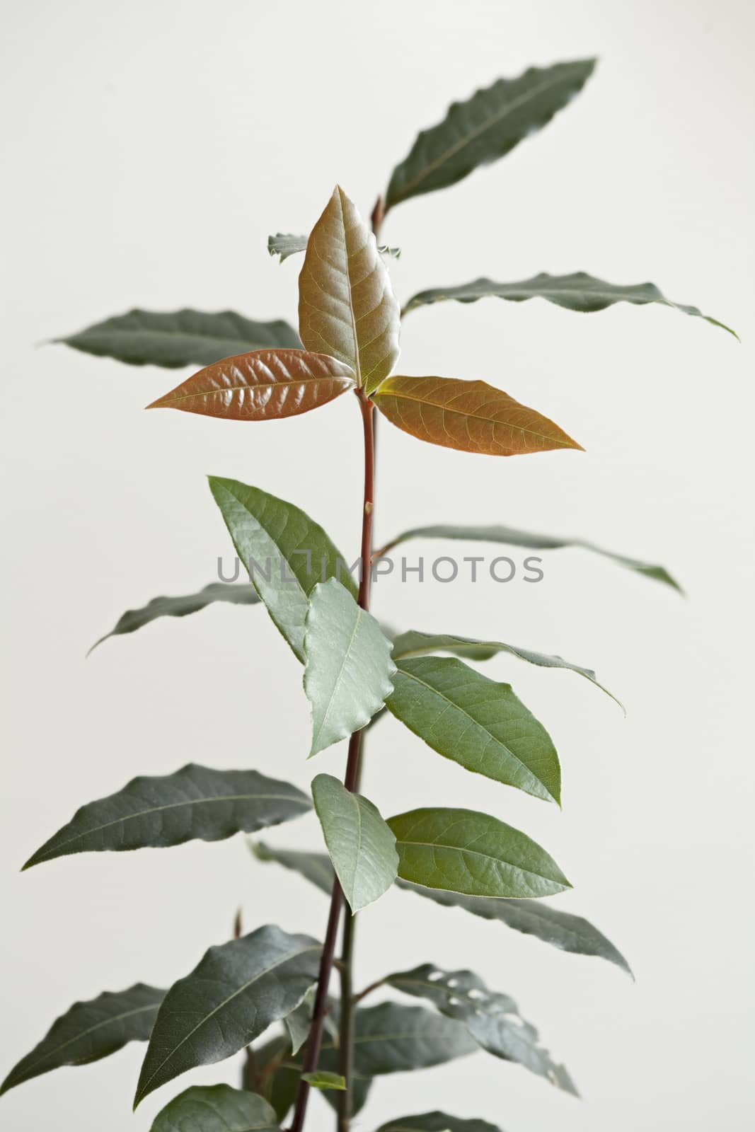 Laurel tree seedling Used as seasoning in cooking white background macro shot