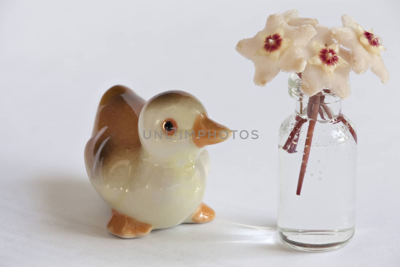 Duckling and Hoya flowers still life macro shot