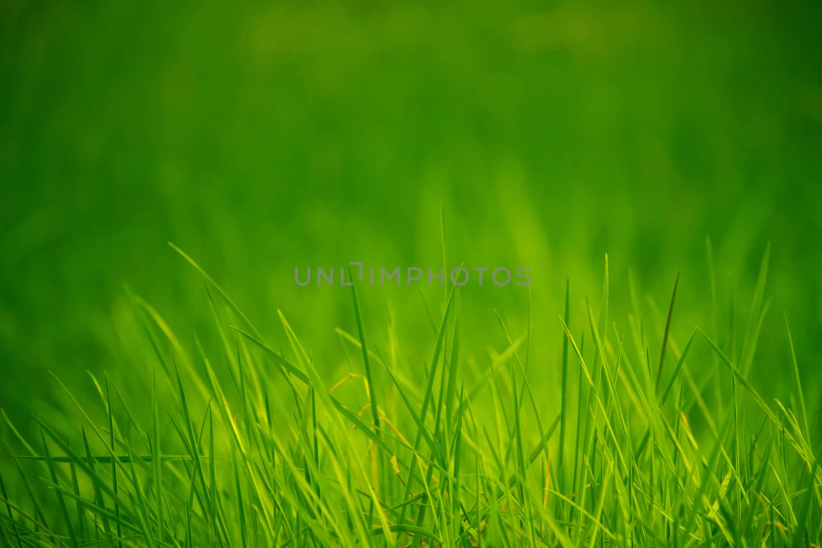 Lush Green Grass With Copy Space by mrdoomits