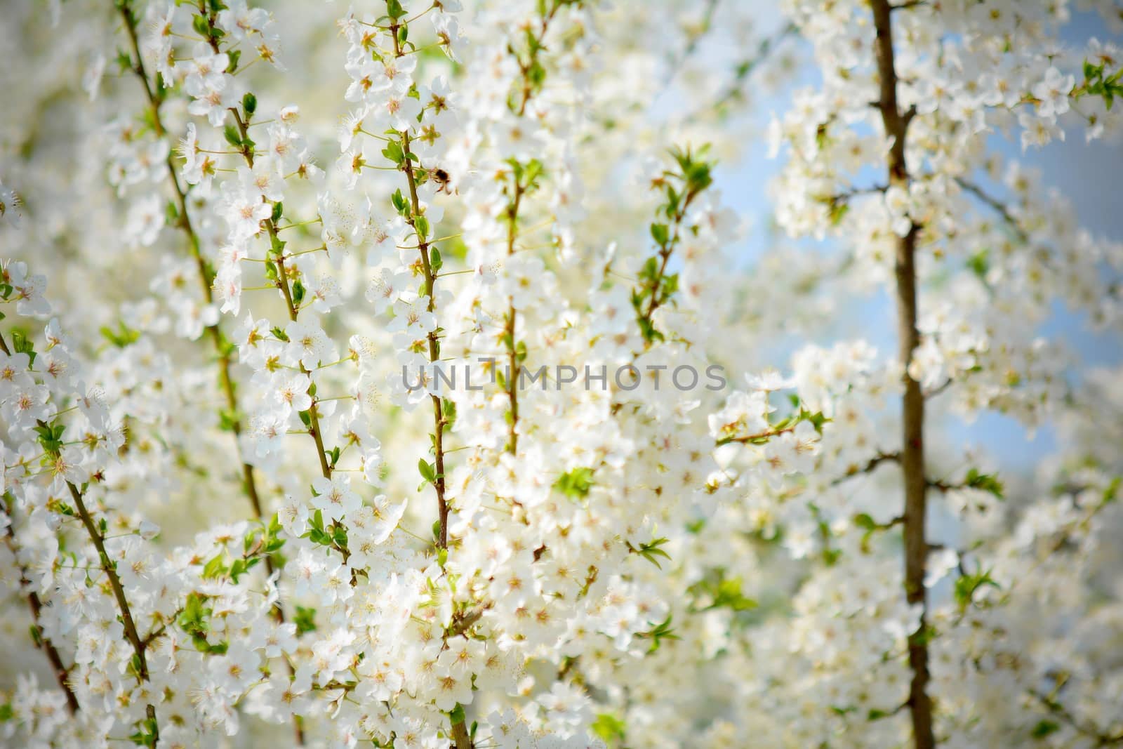 Spring Cherry Blossoms on the Branch at Spring Season.