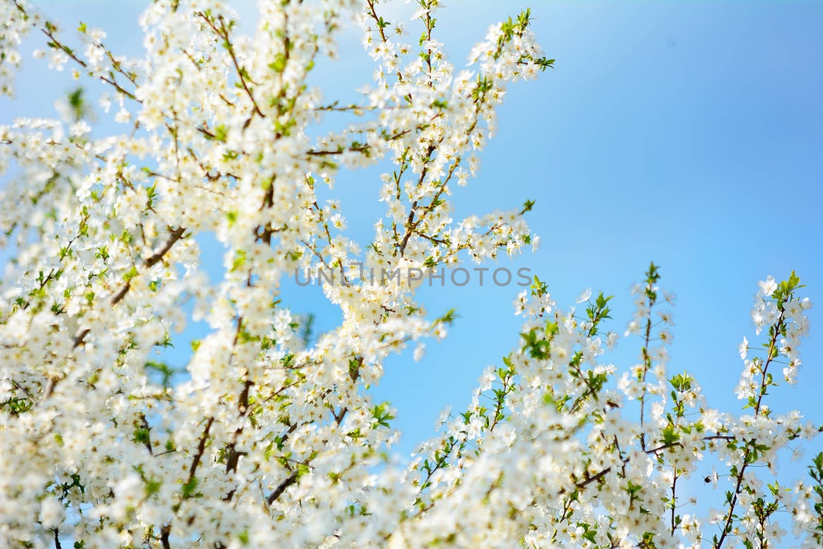 Spring Cherry Blossoms on the Branch at Spring Season.