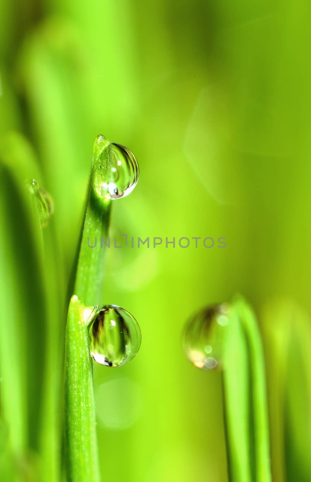 Extreme Macro of Growing Wet Wheat Grass with Raindrops on Stems.