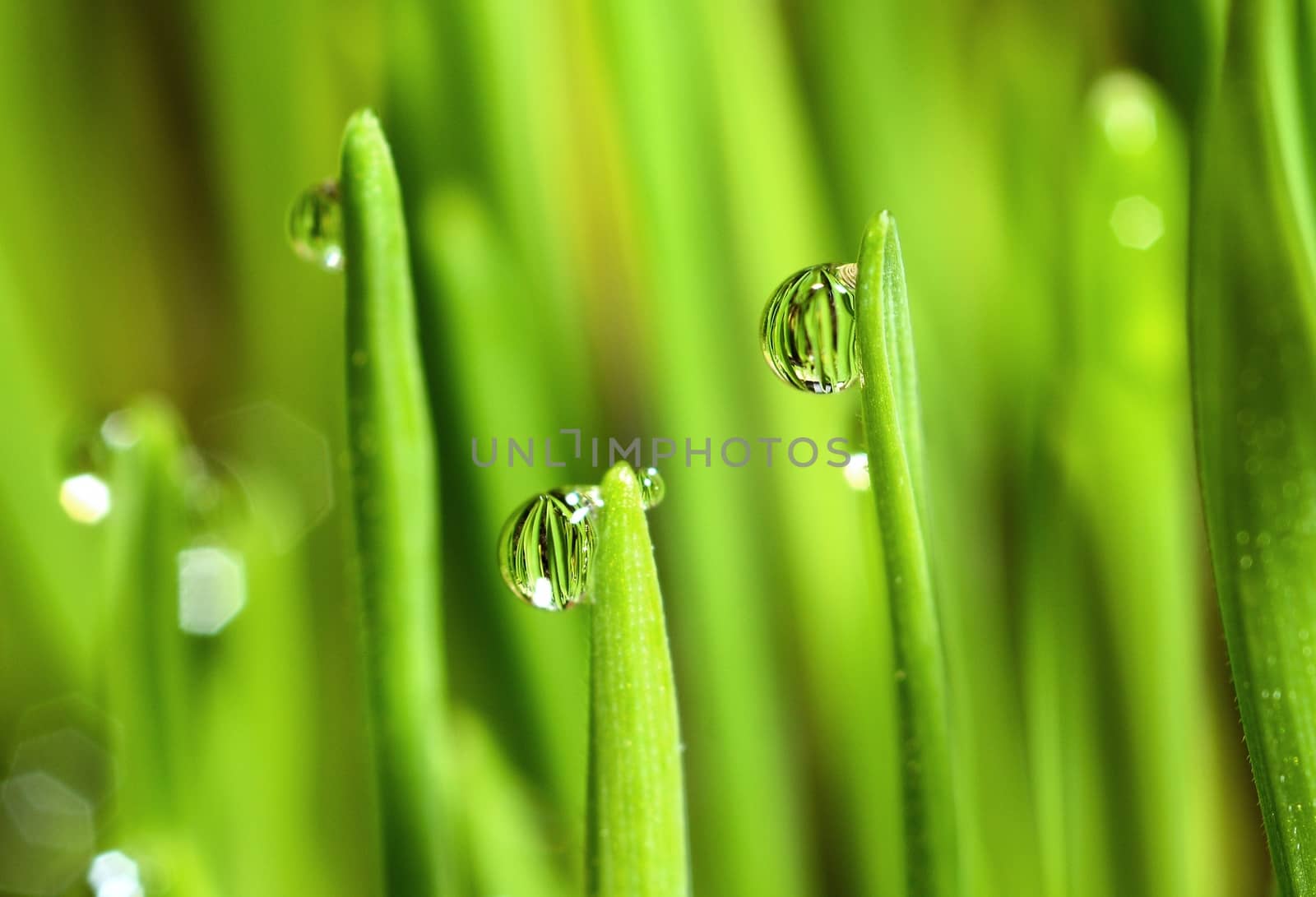 Extreme Macro of Growing Wet Wheat Grass with Raindrops on Stems.