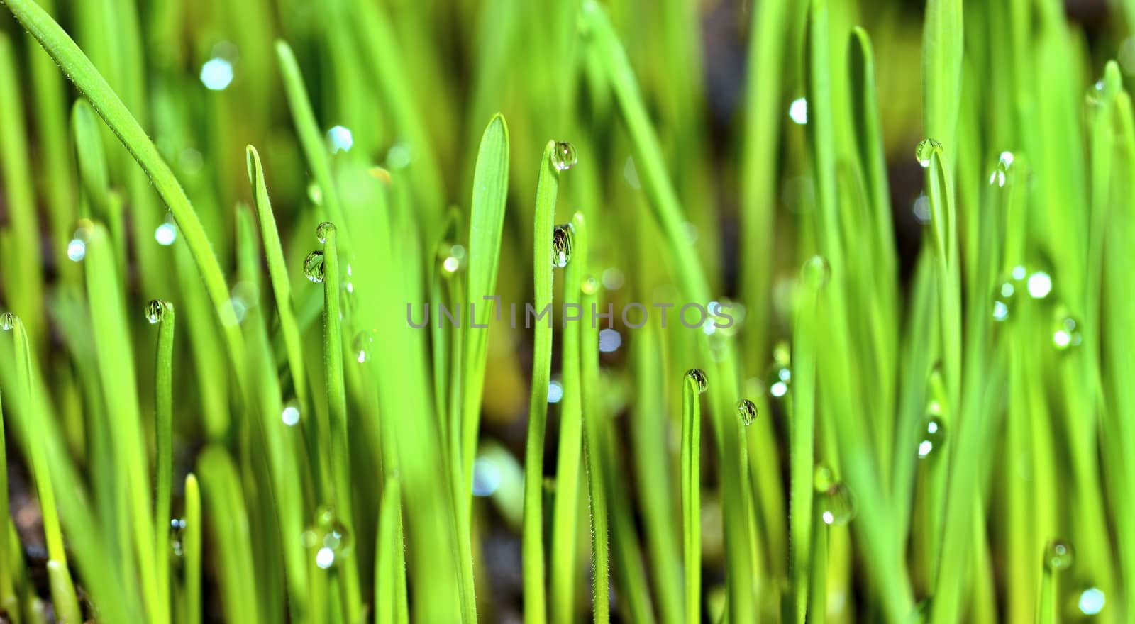 Wet Grass With Raindrops by hamik