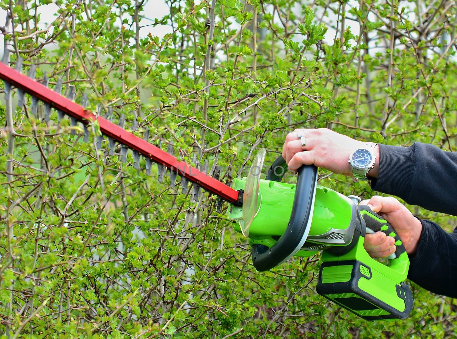 Trimming a Hedge with Electric Hedge Trimmer.