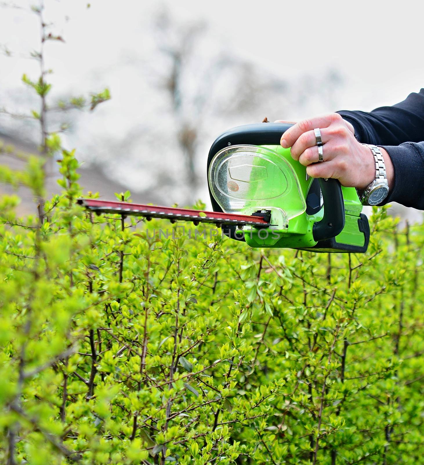 Trimming a Hedge by hamik