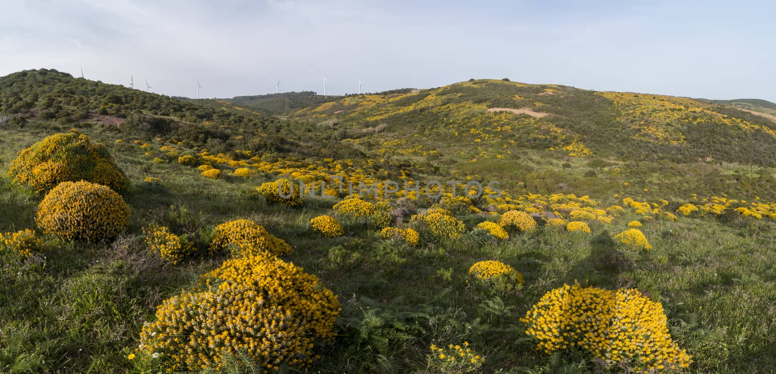 Typical and beautiful landscape with ulex densus shrubs on the Sagres, Portugal region.