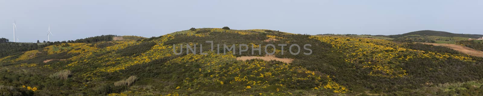 Typical and beautiful landscape with ulex densus shrubs on the Sagres, Portugal region.