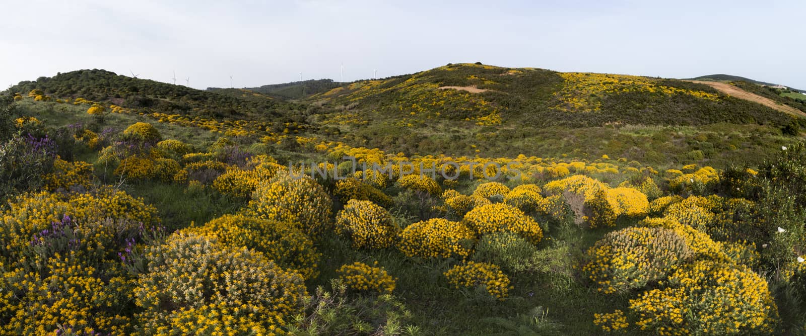 Landscape with ulex densus shrubs. by membio