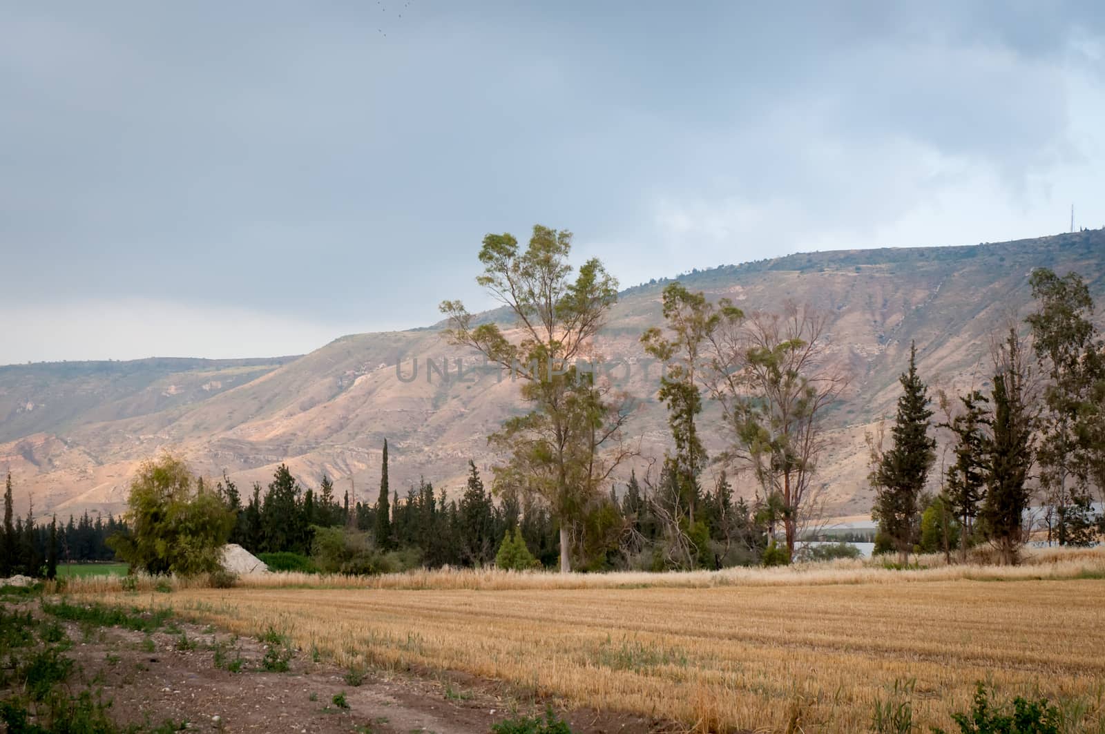 View of the Galilee - cultived fields , Israel . by LarisaP