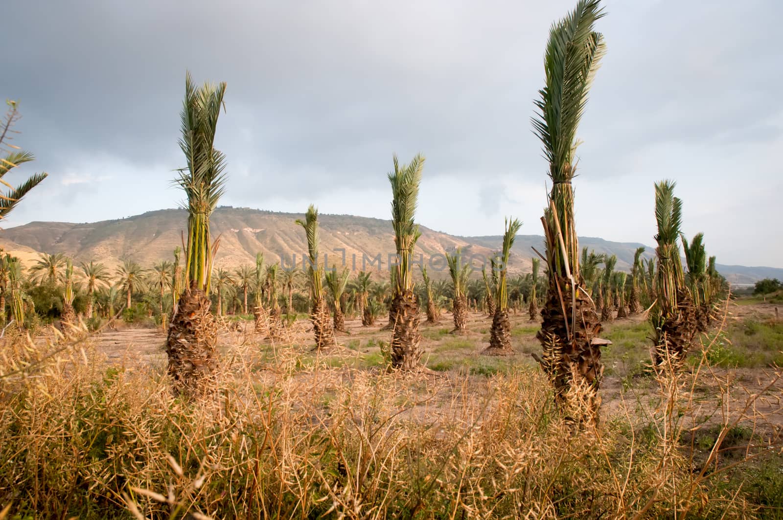 View of the Galilee - cultived fields , Israel .