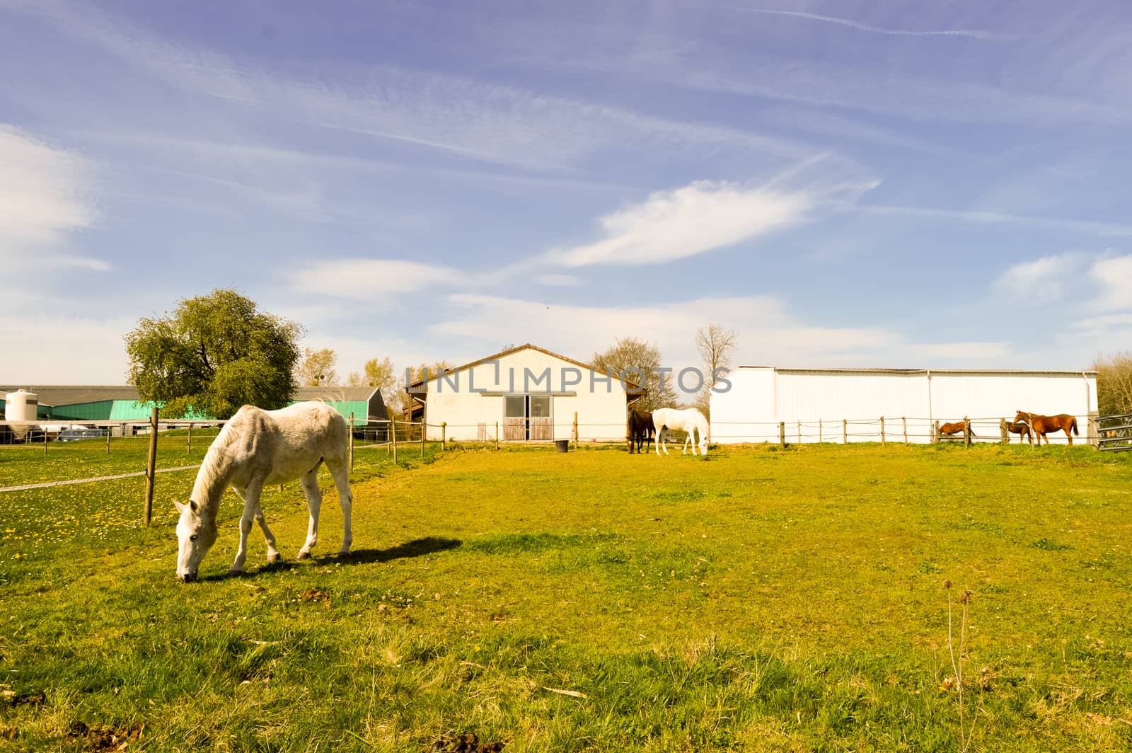 Several Gray-colored Stallions grazing in the department of the Meuse in France