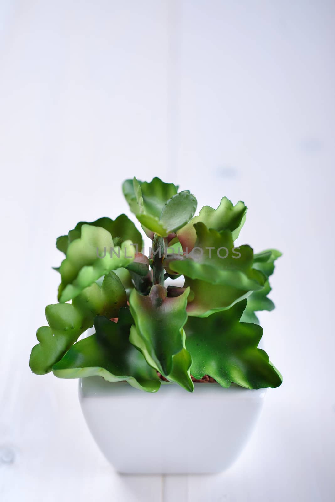 Green houseplant in a white pot on a white background