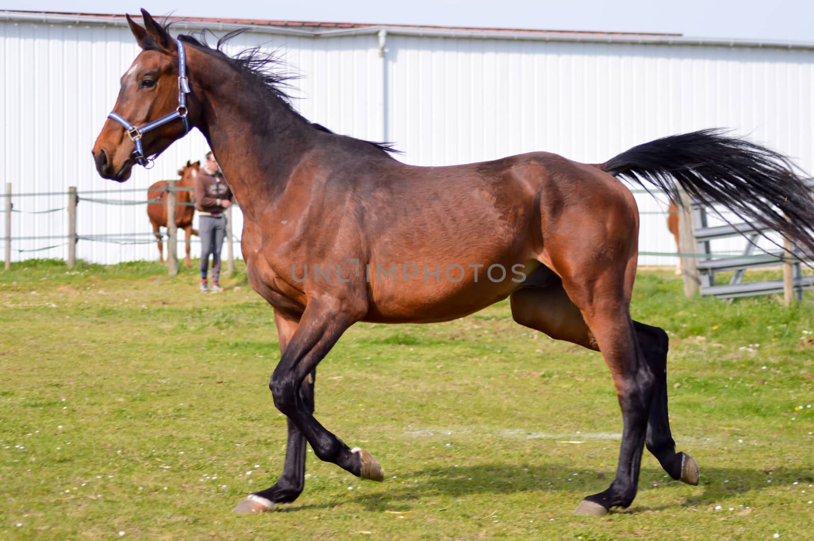 Mare trotting in a meadow in the department of Meuse in France