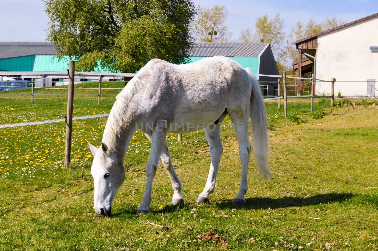 Mare trotting in a meadow in the department of Meuse in France