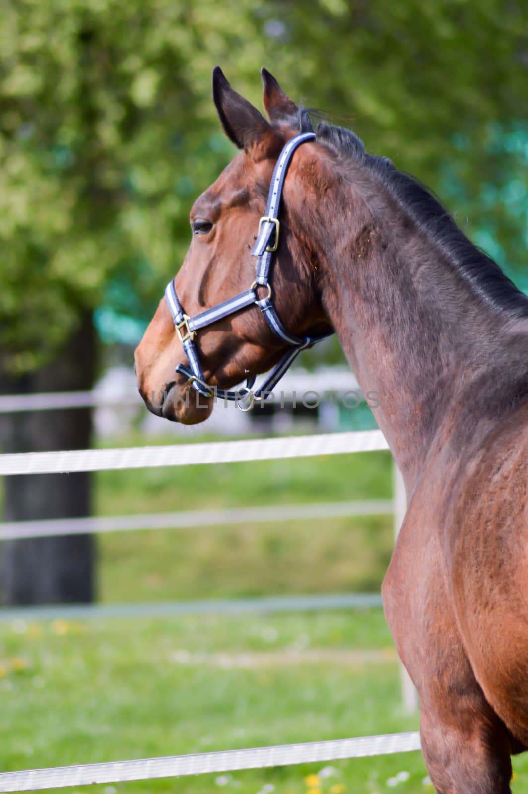 Mare trotting in a meadow in the department of Meuse in France