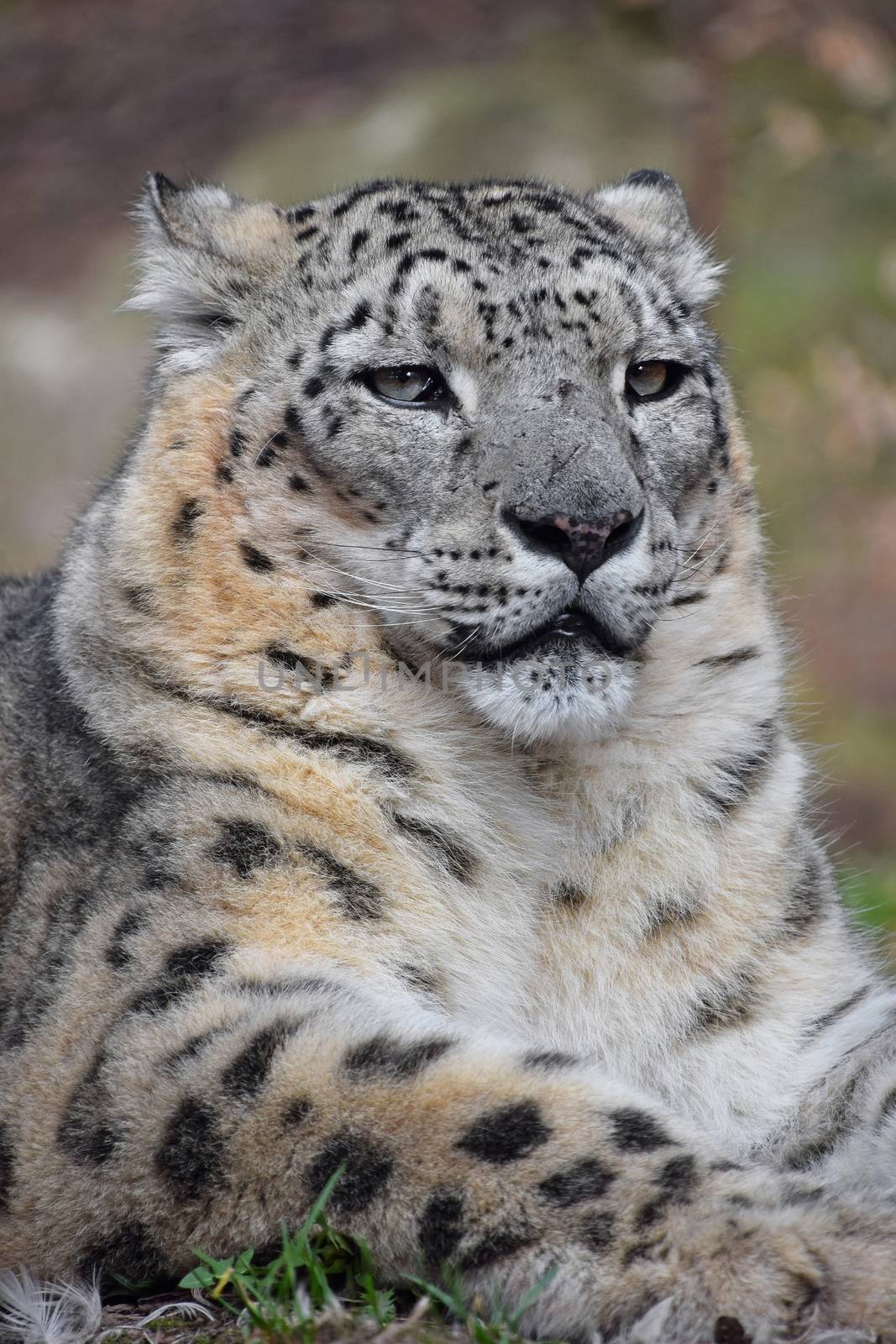 Close up portrait of male snow leopard (or ounce, Panthera uncia) resting on the ground and looking at camera, low angle view