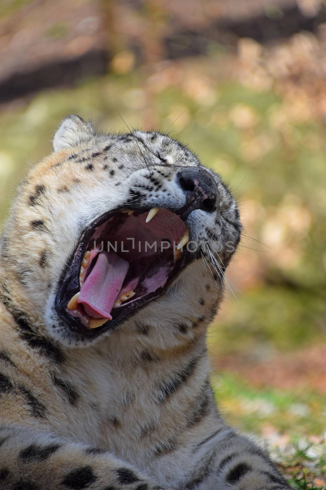 Close up portrait of male snow leopard yawning (or ounce, Panthera uncia), low angle view