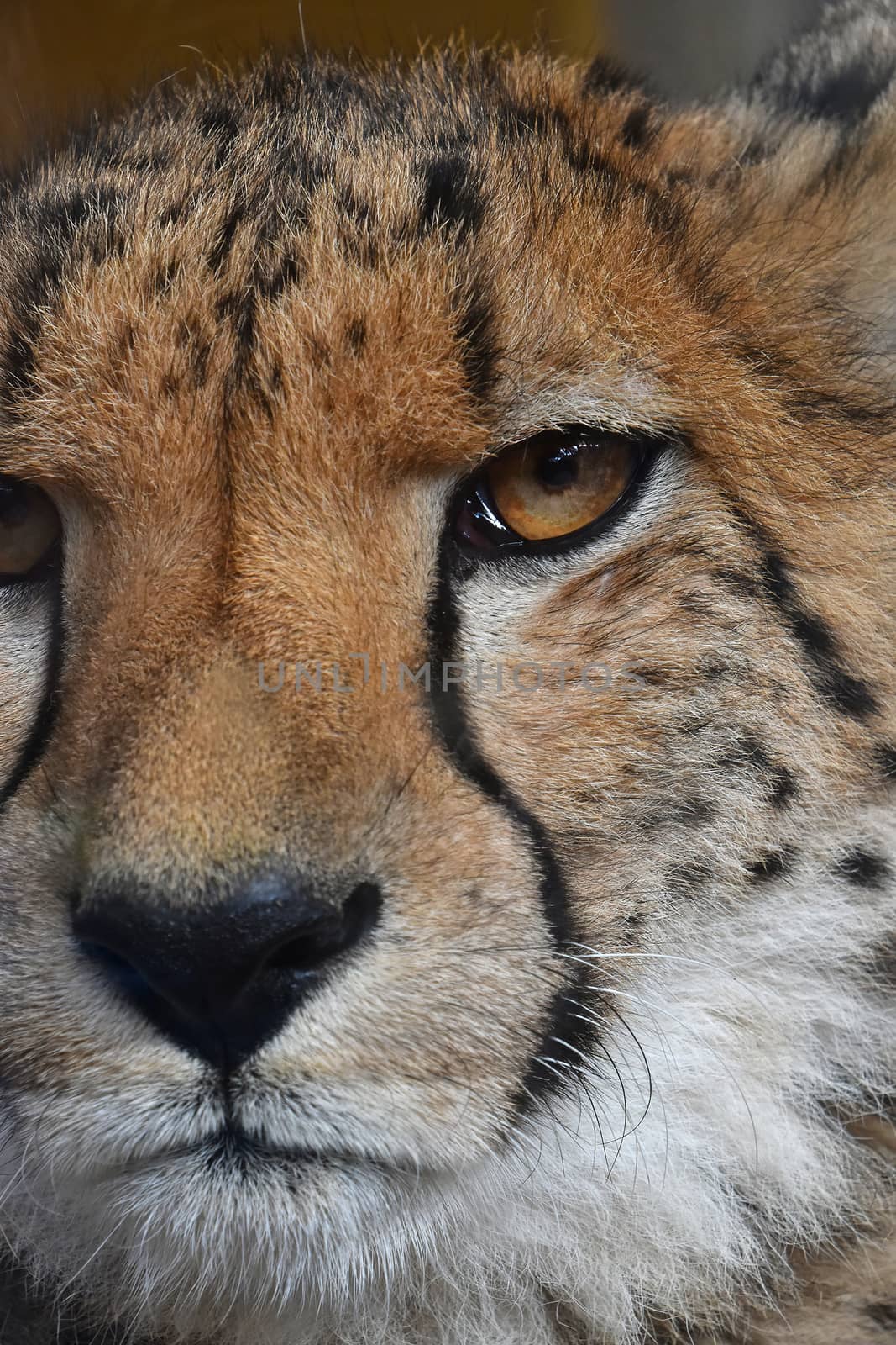 Extreme close up portrait of cheetah (Acinonyx jubatus) looking at camera, low angle view