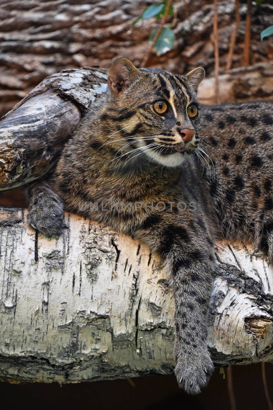 Close up side profile of fishing cat (Prionailurus viverrinus) resting on tree and looking away aside of camera, low angle view