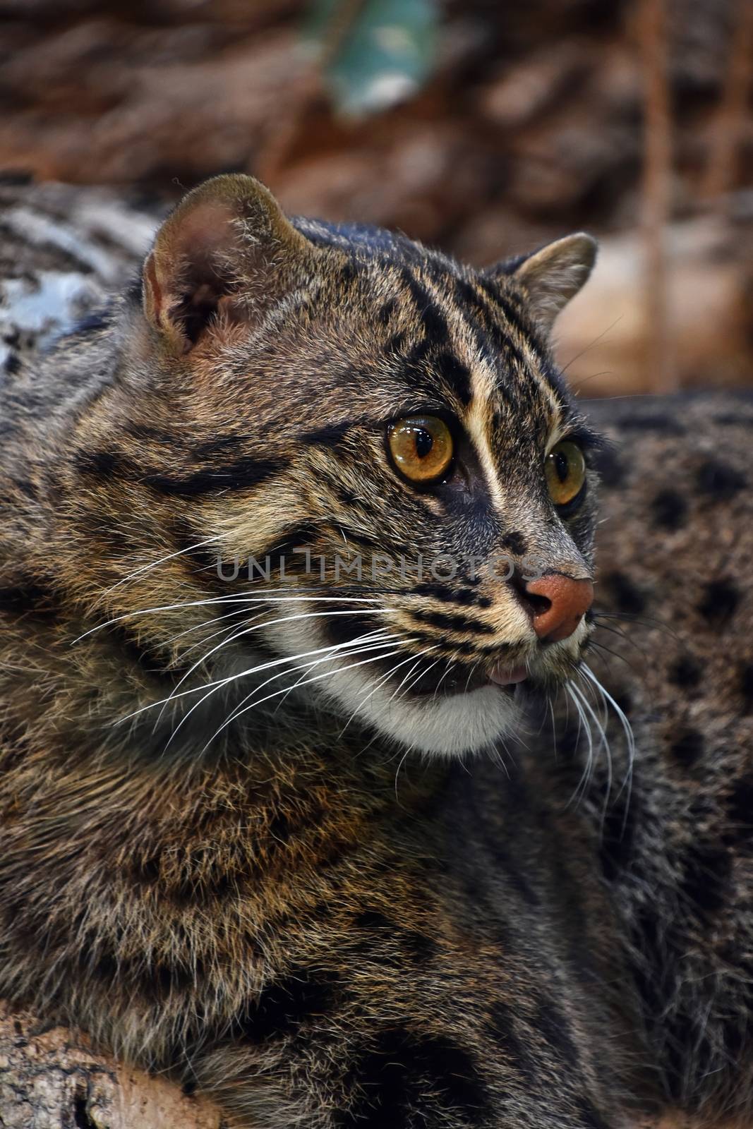 Close up side profile portrait of fishing cat (Prionailurus viverrinus) looking away aside of camera, low angle view
