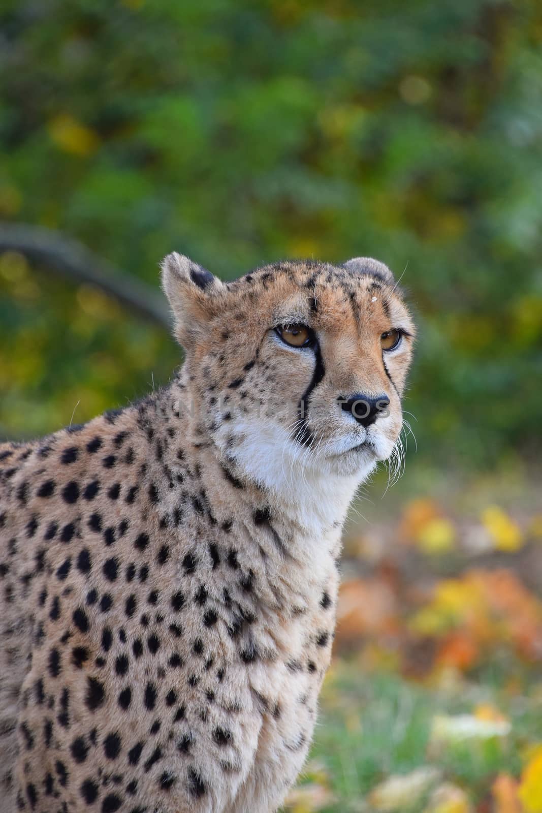 Close up portrait of cheetah (Acinonyx jubatus) looking at camera, low angle view