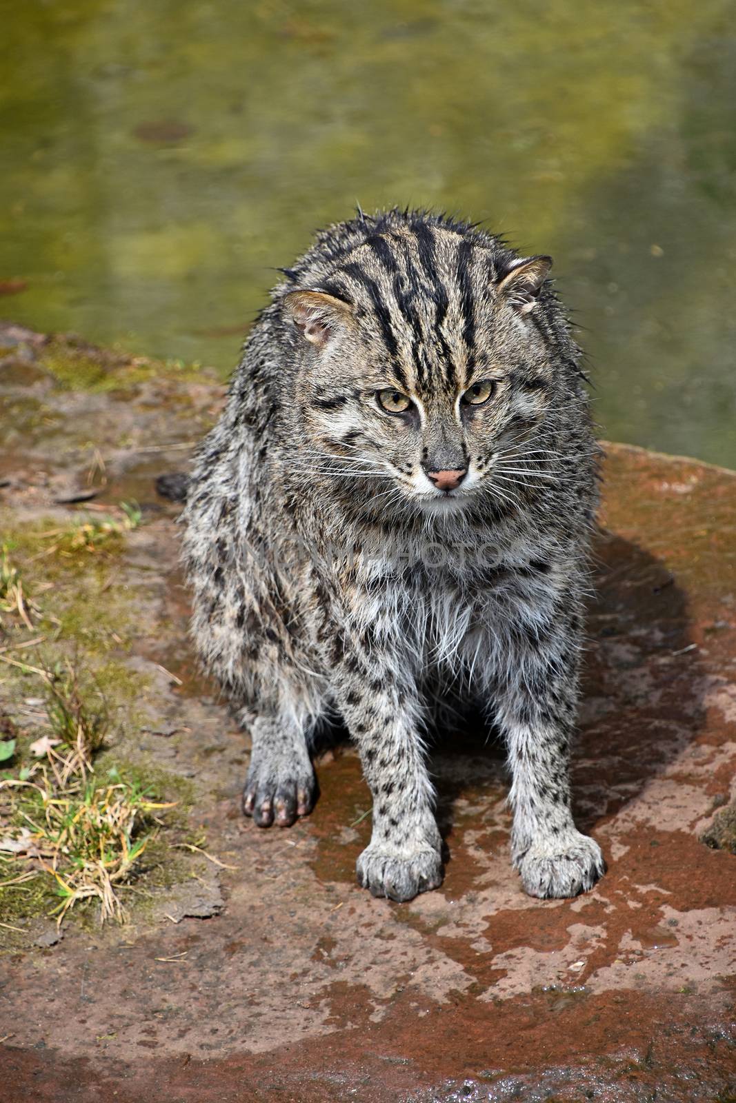 Portrait of wet fishing cat (Prionailurus viverrinus) sitting near water on the ground after hunt and looking at camera, high angle view