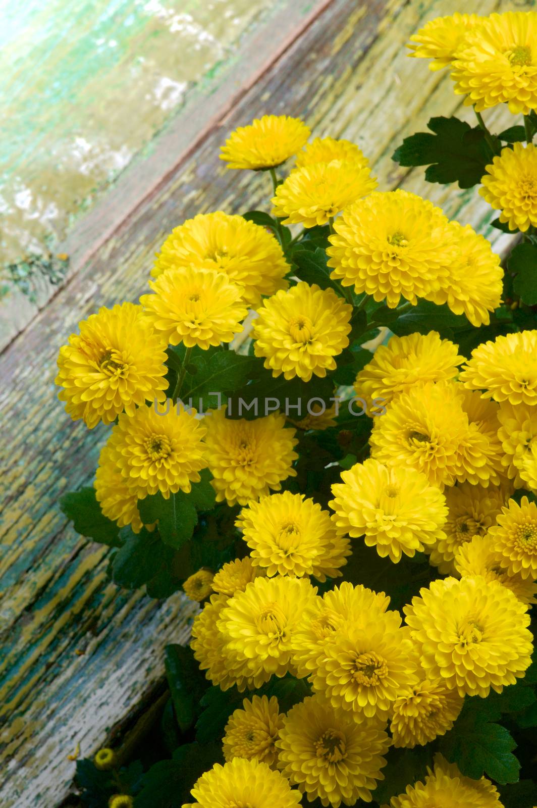 Bunch of Beauty Small Yellow Chrysanthemum closeup on Green Cracked Wooden background
