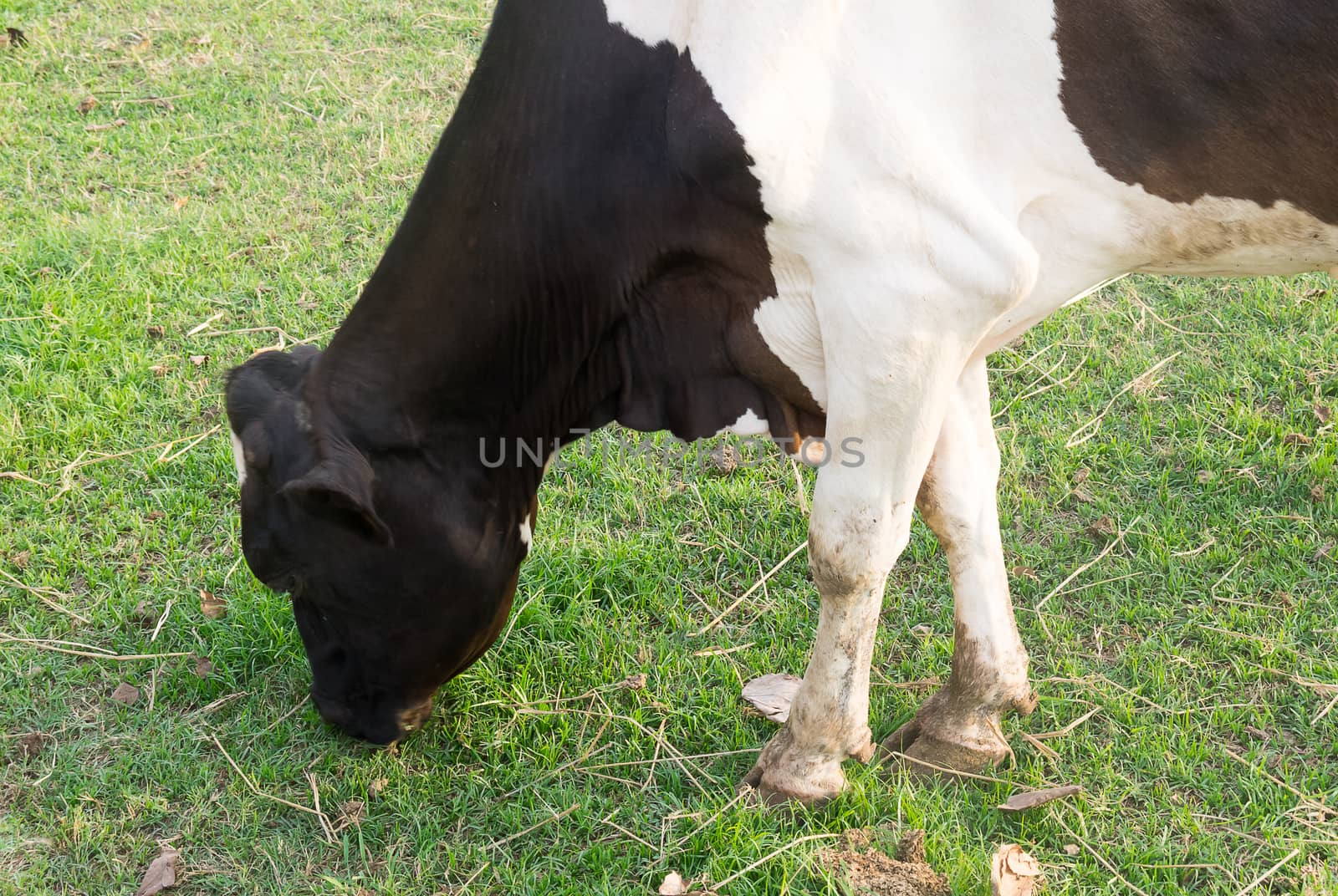 Herd of cows in cowshed on dairy farm. by nikonlike