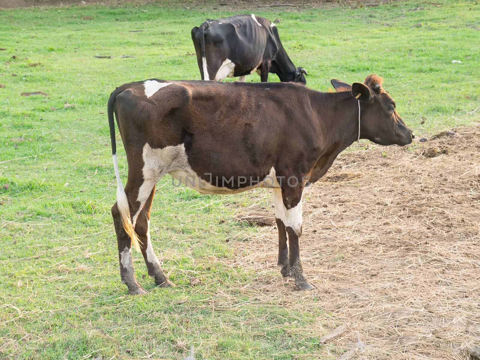 Herd of cows in cowshed on dairy farm. by nikonlike