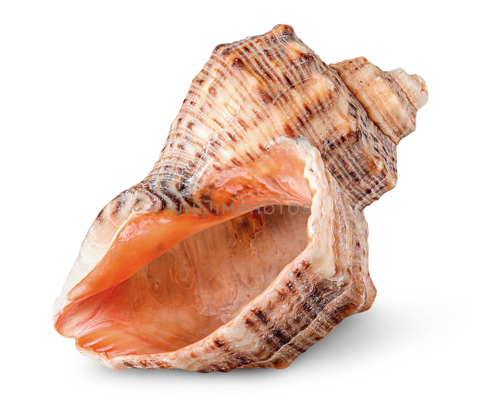 Seashell rapana vertically rotated isolated on white background