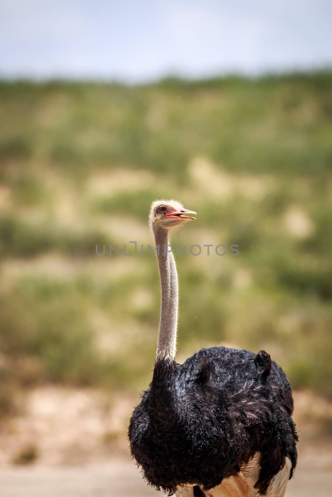 Close up of a male Ostrich in the Kgalagadi Transfrontier Park, South Africa.