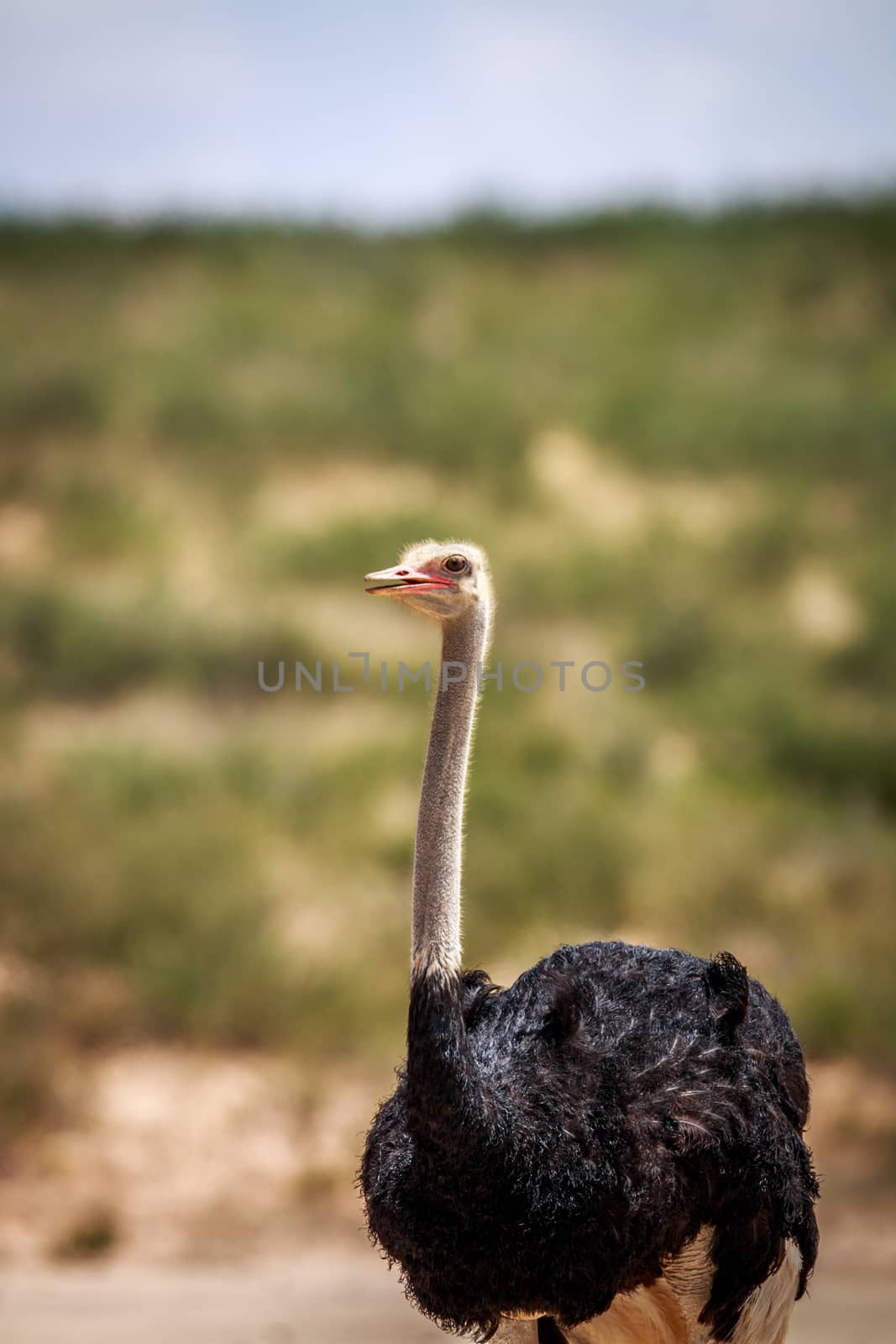 Close up of a male Ostrich in the Kgalagadi Transfrontier Park, South Africa.