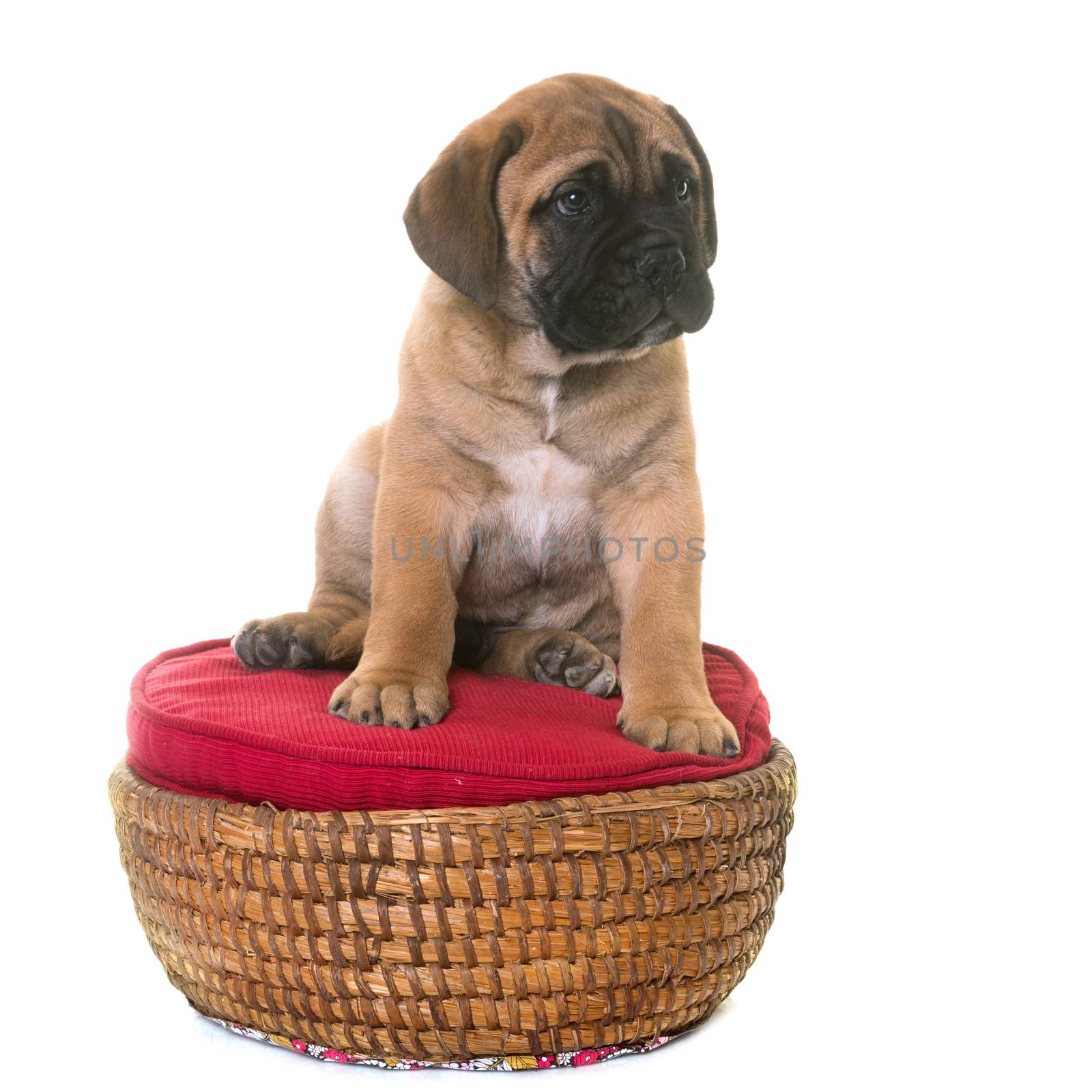 puppy bullmastiff in front of white background