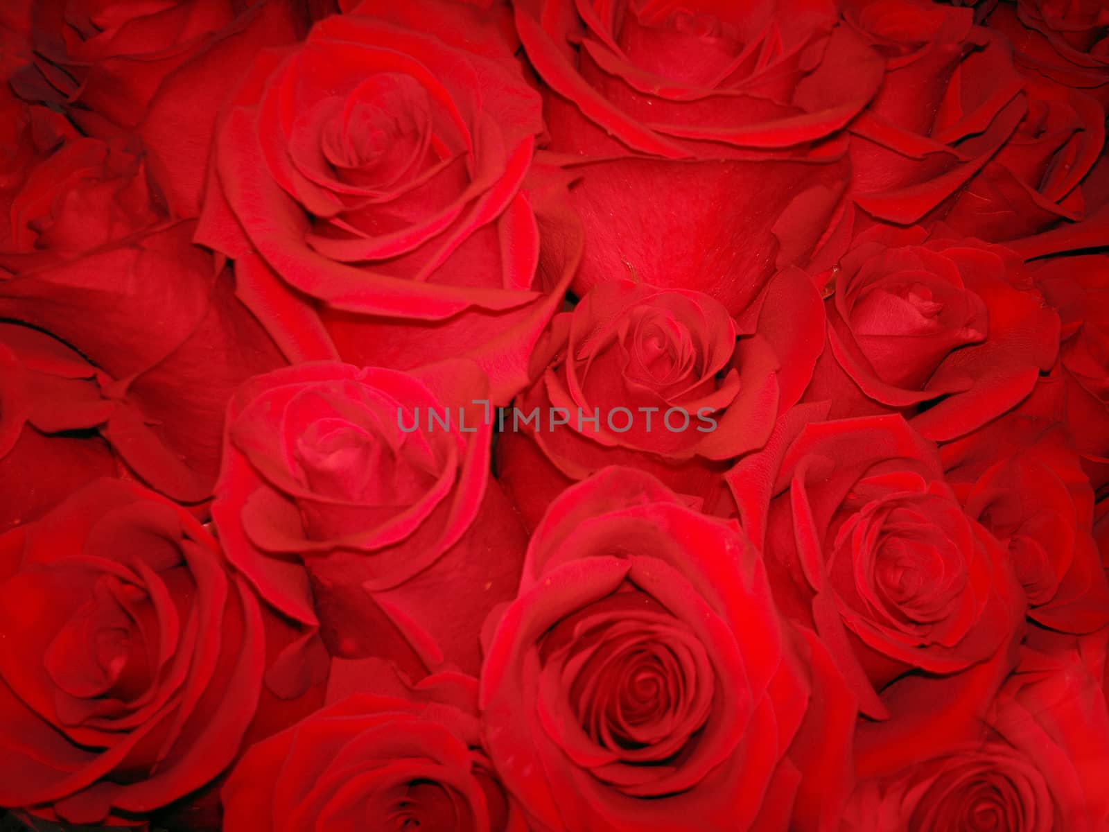 Natural red roses background by elena_vz