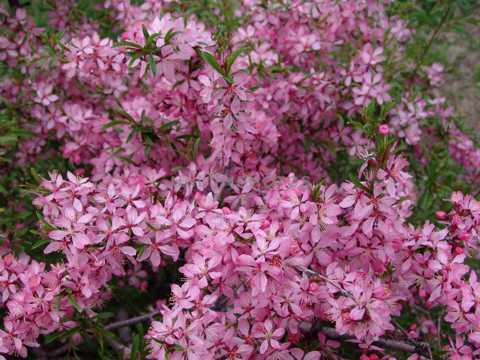 Bush with pink flowers