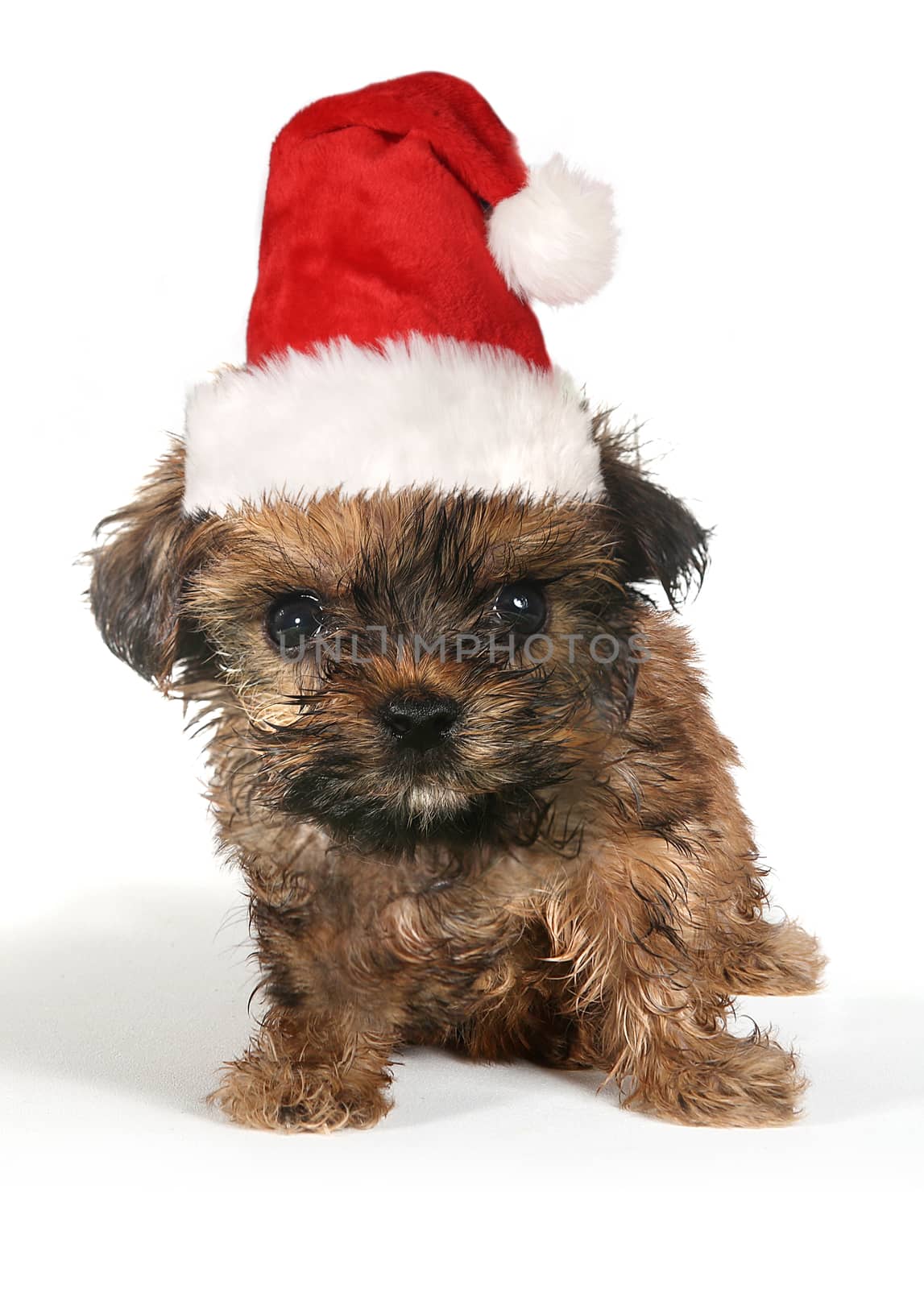 Sitting Puppy Dog With Cute Expression and Santa Hat