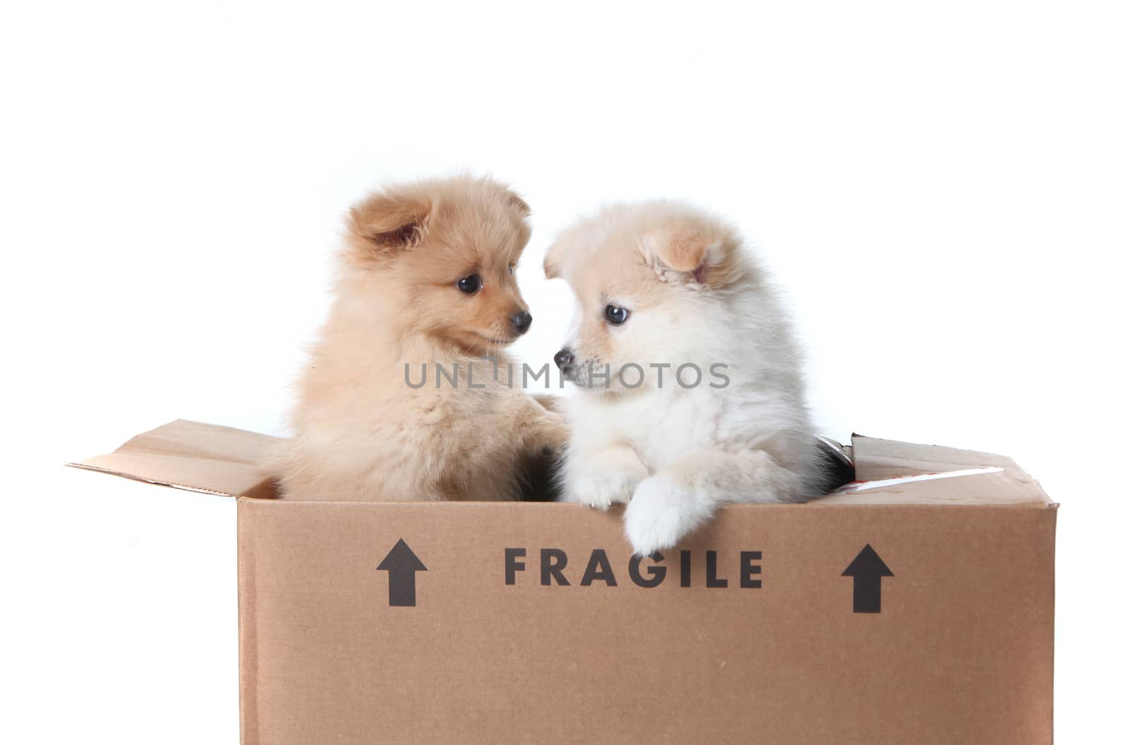 Two Pomeranian Puppies Inside a Cardboard Box On White