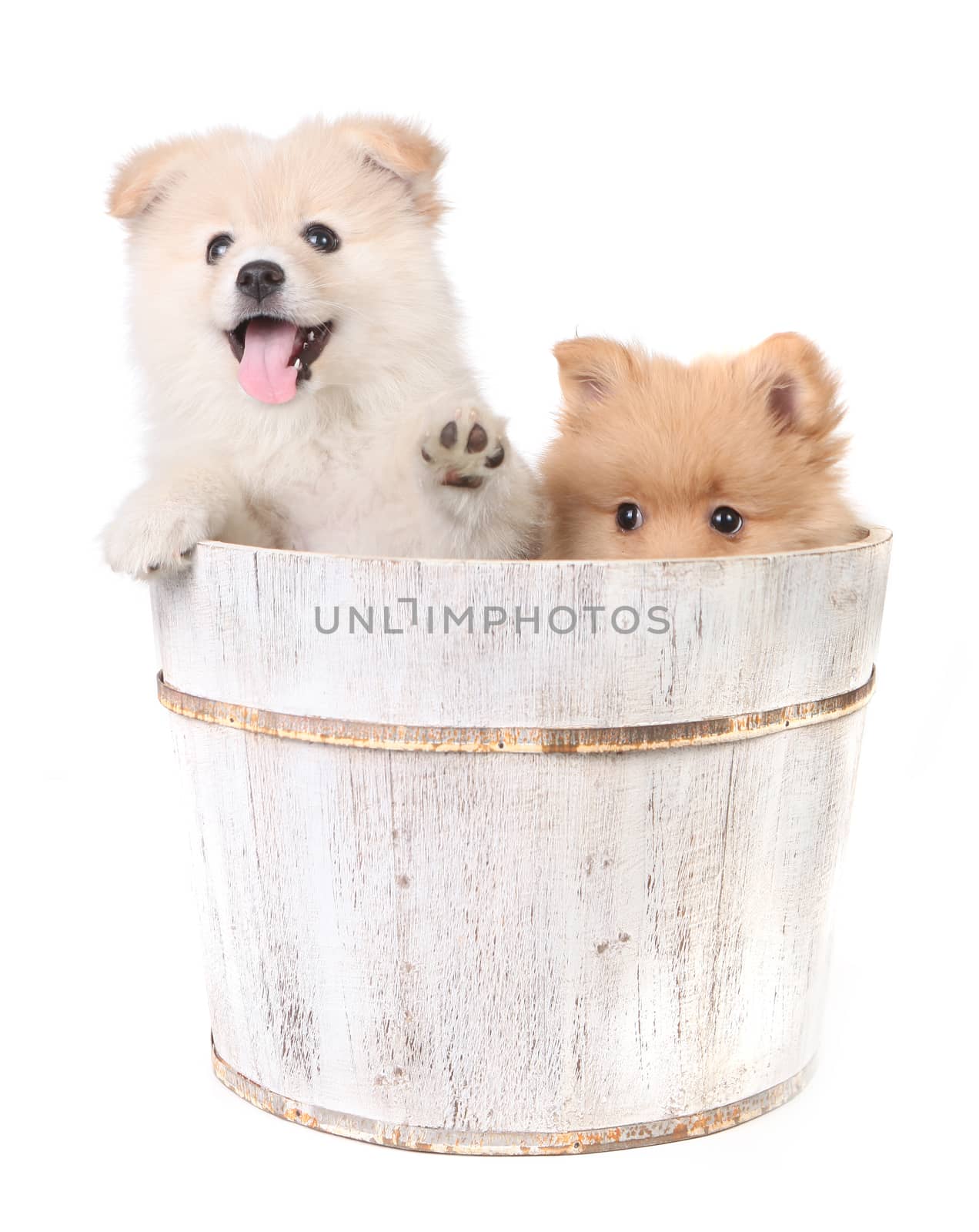 Happy Cute Puppies Being Playful on a White Background