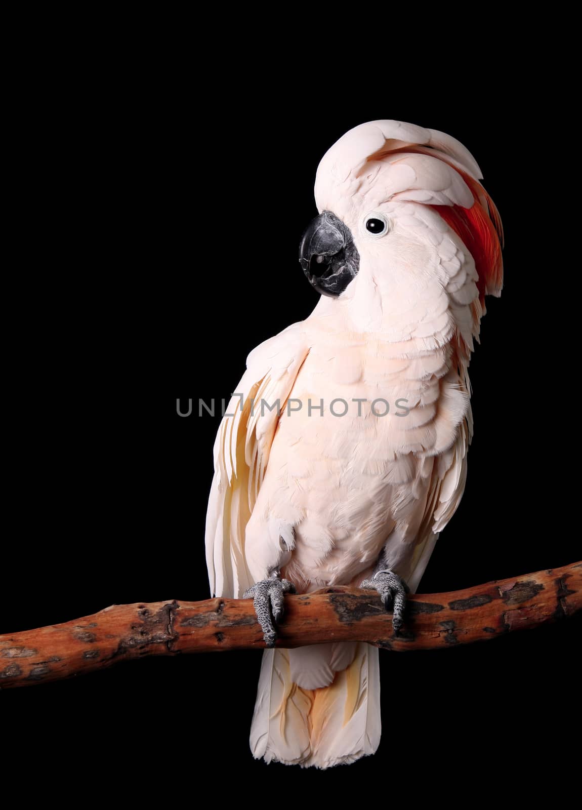 Beautiful Moluccan Cockatoo Sitting Peacefully on His Perch by tobkatrina