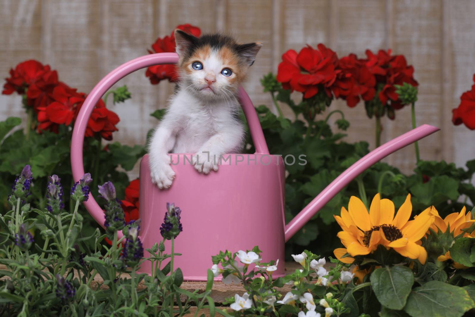 Cute 3 week old Baby Kitten in a Garden Setting by tobkatrina