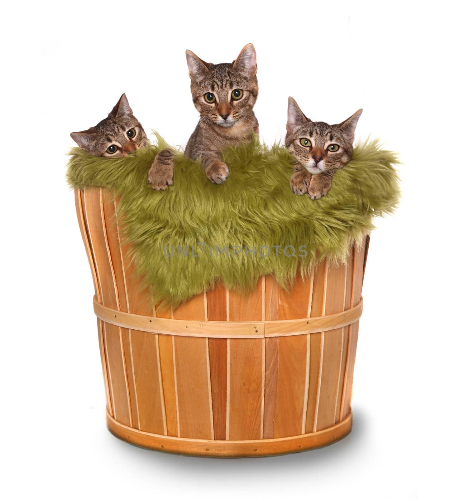 Little kittens in a basket  by tobkatrina