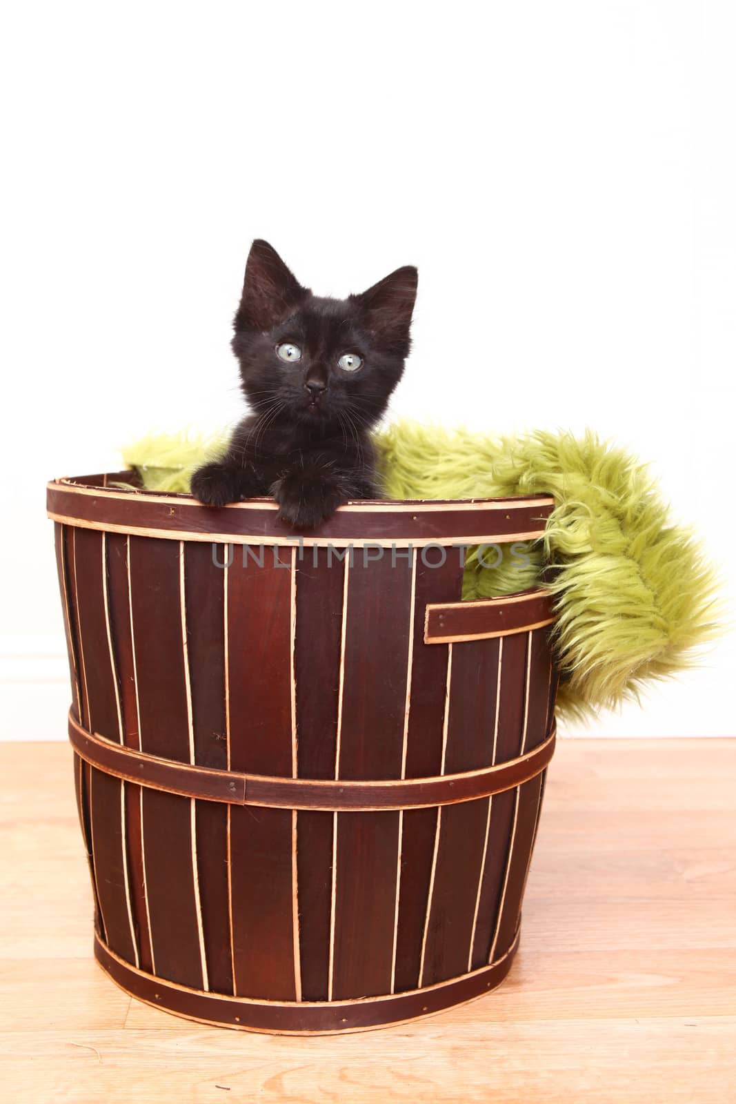 Curious Cute Kitten Inside a Basket on White by tobkatrina