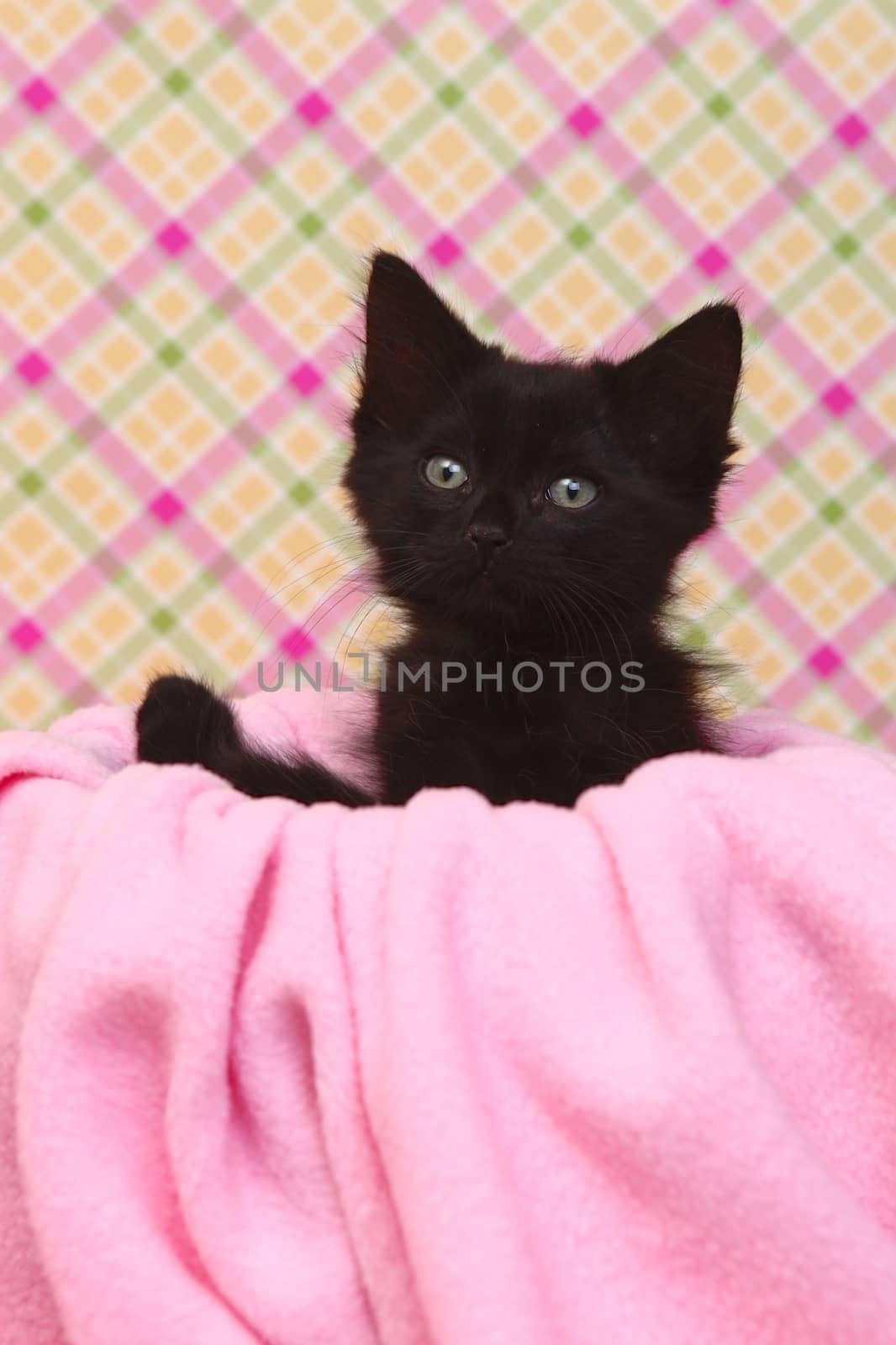 Curious Kitten on a Pink Soft Background by tobkatrina