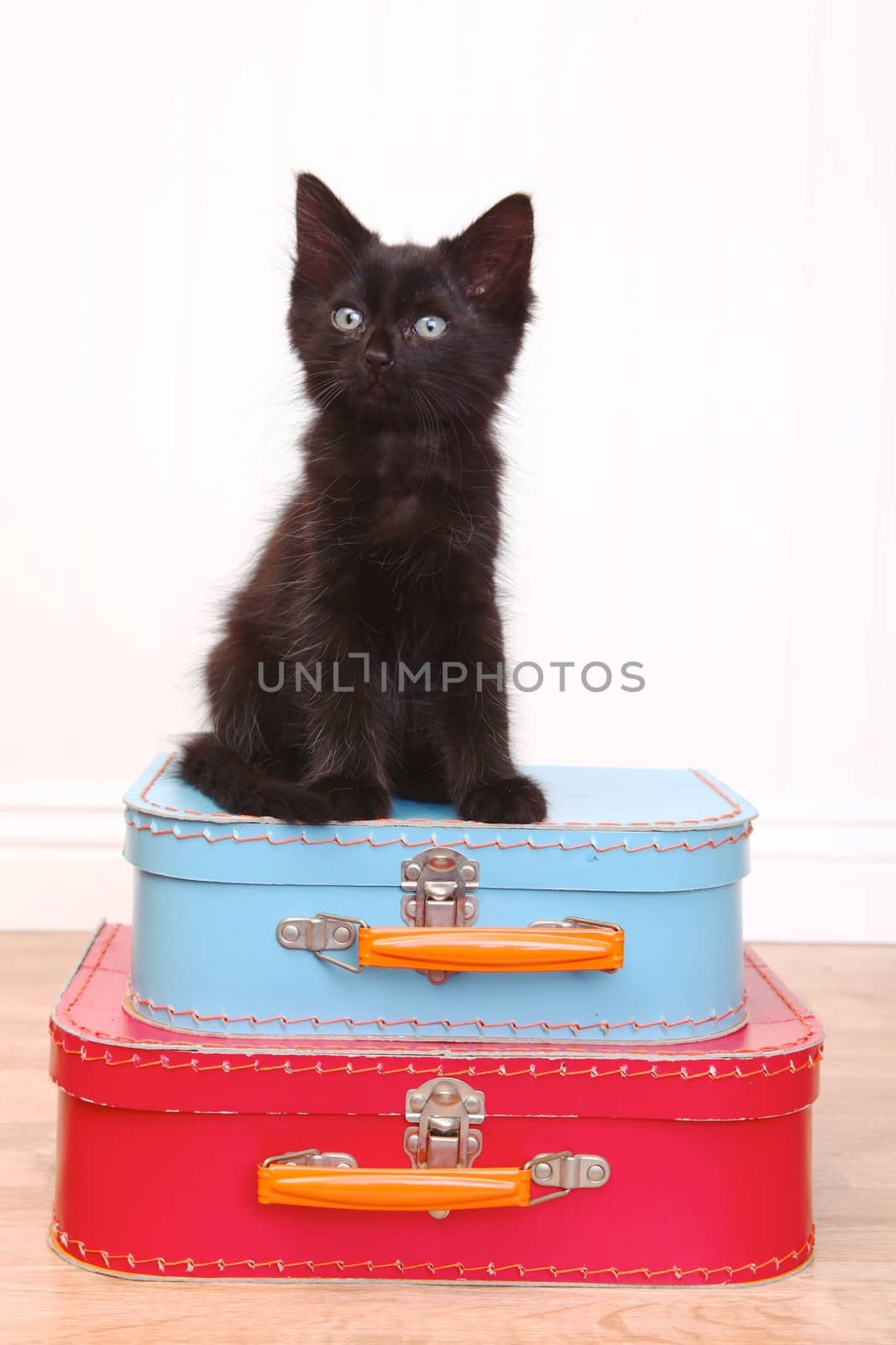 Curious Black Kitten Sitting Atop Luggage on White